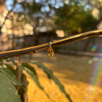 Honeydrop Pendant